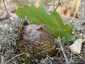 Osztott pöfeteg (Pisolithus arhizus), Budai-hegység